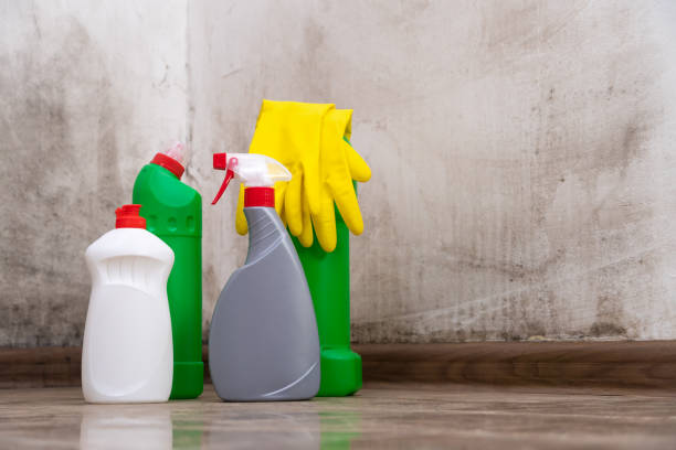 Mold Odor Removal Services in Lewisport, KY