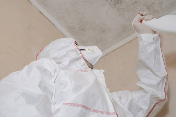 Why You Should Choose Our Mold Remediation Services in Lewisport, KY